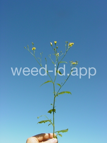 nipplewort
